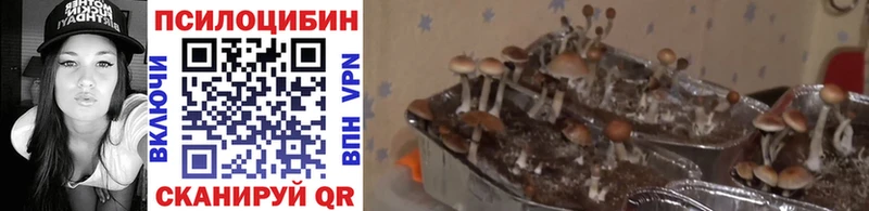 Галлюциногенные грибы Cubensis Нижние Серги